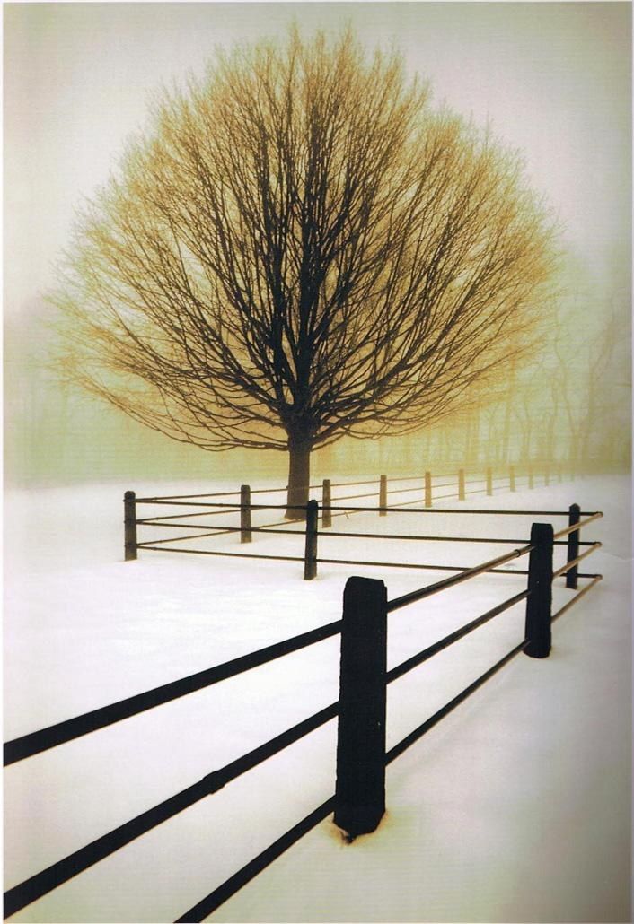Unknown David Winston Solitude